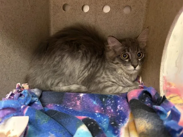 A young small-sized female Domestic Long Hair cat named Bonnie for adoption in Kent, WA
