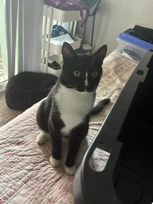 A young medium-sized male Tuxedo cat named Sashimi for adoption in Riverside, CA