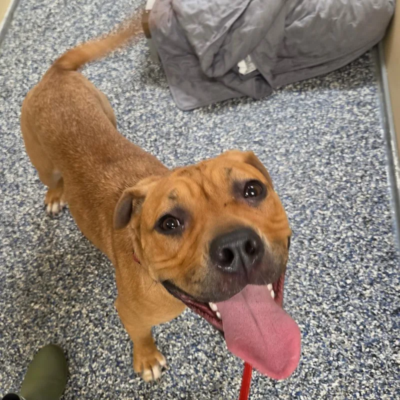 A young medium-sized female Yellow / Tan / Blond / Fawn Boxer dog named Bambi for adoption in Binghamton, NY