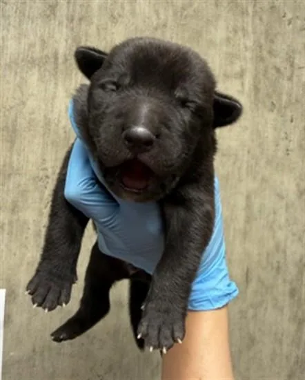 A baby small-sized male Pit Bull Terrier dog named A for adoption in San Bernardino, CA