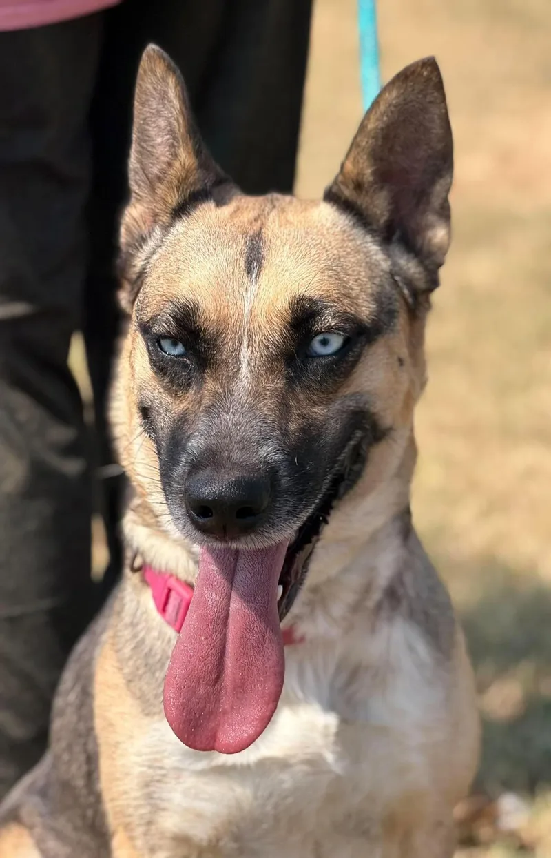 An adult medium-sized female Mixed Breed dog named Scrappy for adoption in Northwood, NH