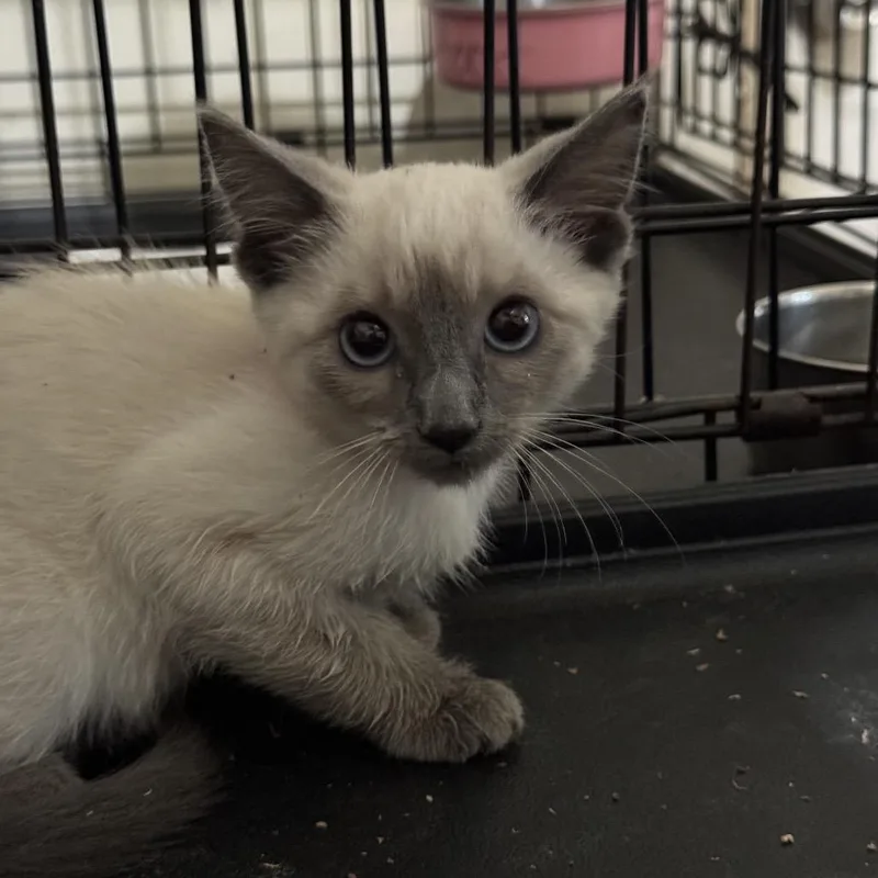 A baby small-sized female Brown / Chocolate Siamese cat named Chiffon for adoption in Pacific Palisades, CA