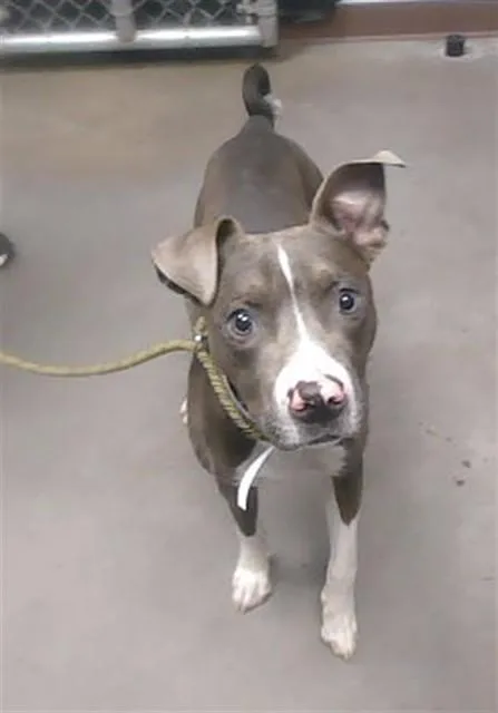 A young large-sized male Pit Bull Terrier dog named Oink for adoption in Phoenix, AZ
