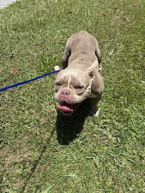 An adult medium-sized female French Bulldog dog named Elise for adoption in Miami, FL