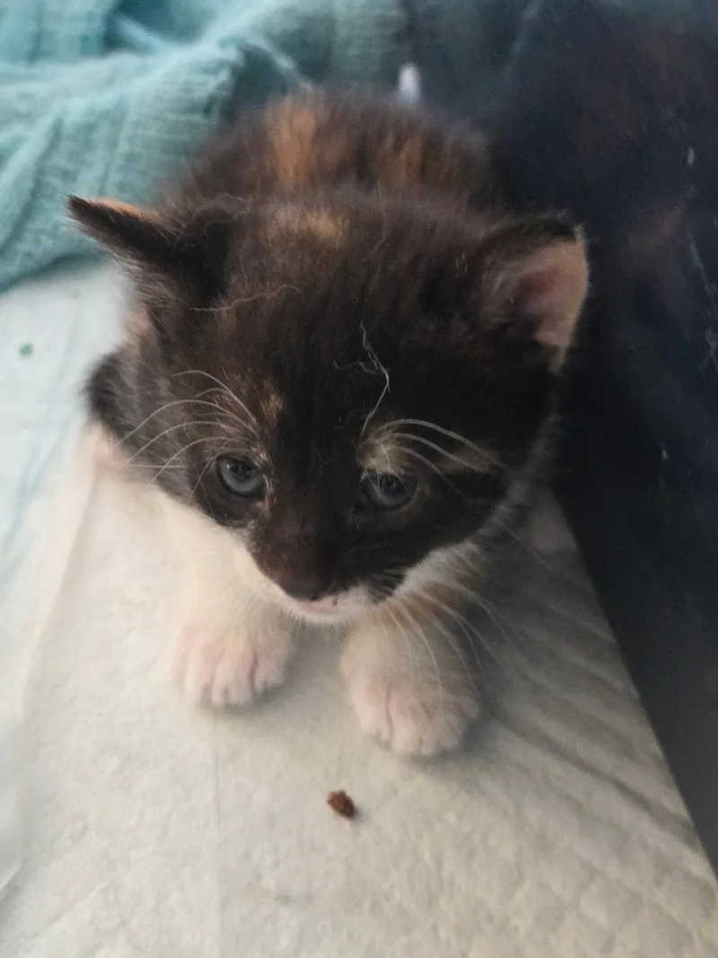 A baby medium-sized female Tortoiseshell cat named Nancy for adoption in Clifton, NJ