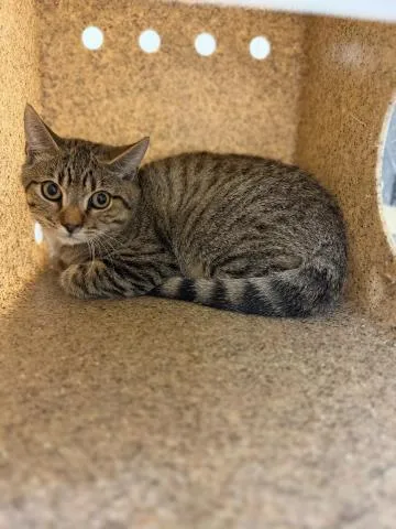 A young small-sized male Domestic Short Hair cat named Paddington for adoption in Riverside, CA