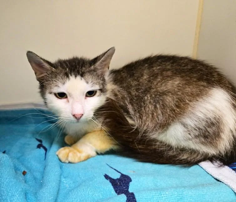 An adult small-sized female Domestic Medium Hair cat named Robin for adoption in Texas City, TX