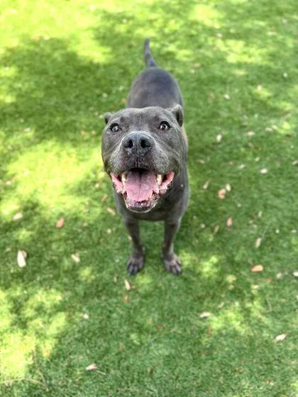 An adult medium-sized male American Staffordshire Terrier dog named Frankie for adoption in Daytona Beach, FL