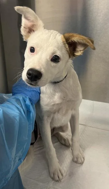A baby small-sized female Terrier dog named Nokia for adoption in Fresno, CA