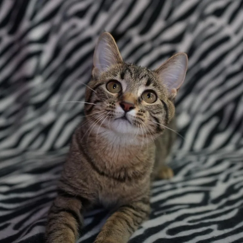 A young small-sized female Domestic Short Hair cat named Abby Cadabby for adoption in Wheaton, IL