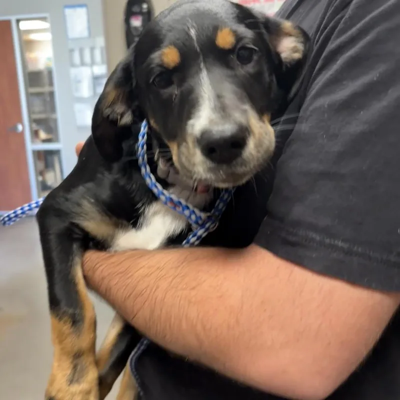 A baby small-sized female Black Mixed Breed dog named Cuddles for adoption in Yuma, AZ