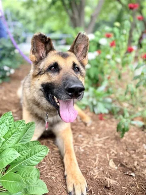 An adult large-sized male German Shepherd Dog dog named Panfilo for adoption in Chapel Hill, NC