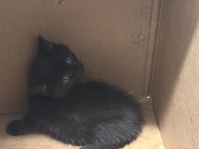 A baby small-sized male Domestic Short Hair cat named Kuro for adoption in Charlotte, NC