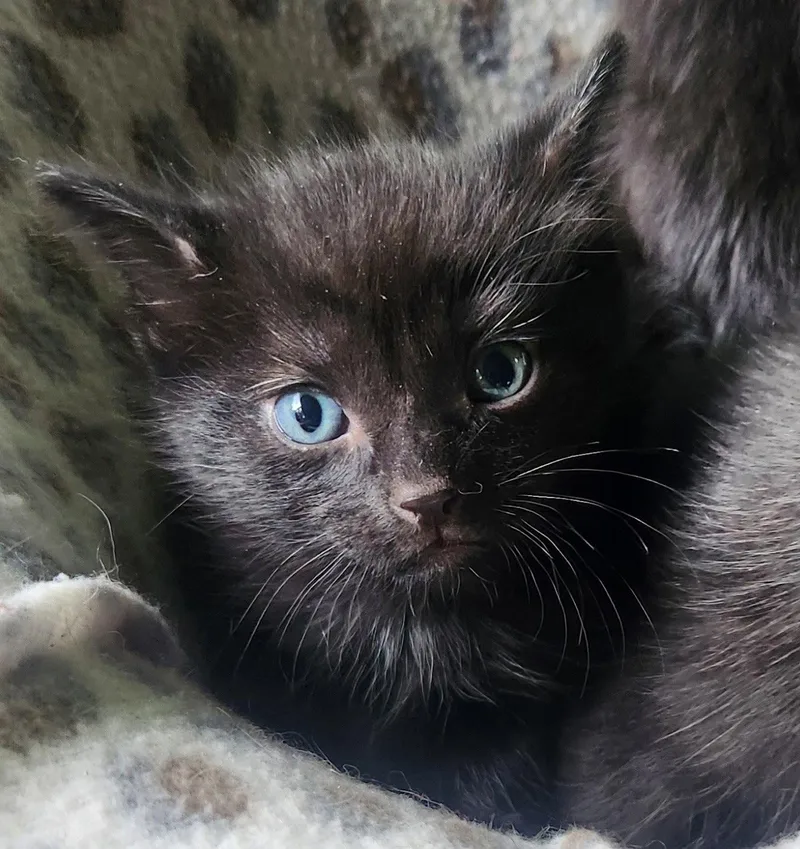 A baby medium-sized male Black Domestic Medium Hair cat named Asher for adoption in Blairsville, GA
