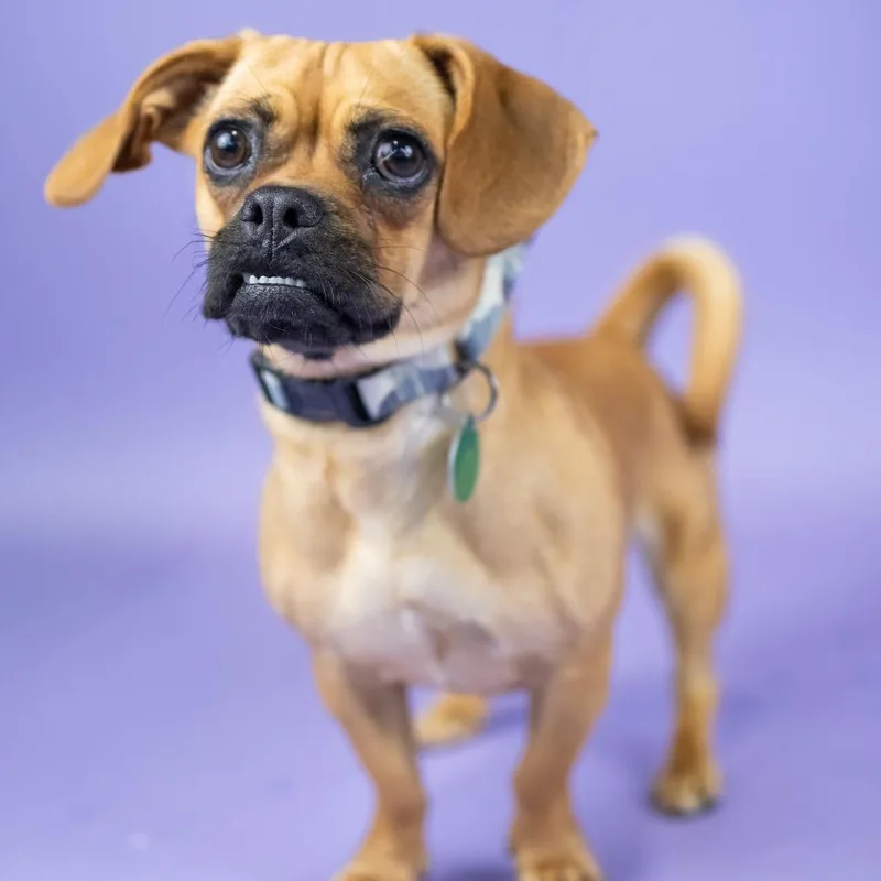 A young small-sized female Black Pug dog named Midge for adoption in Portland, OR