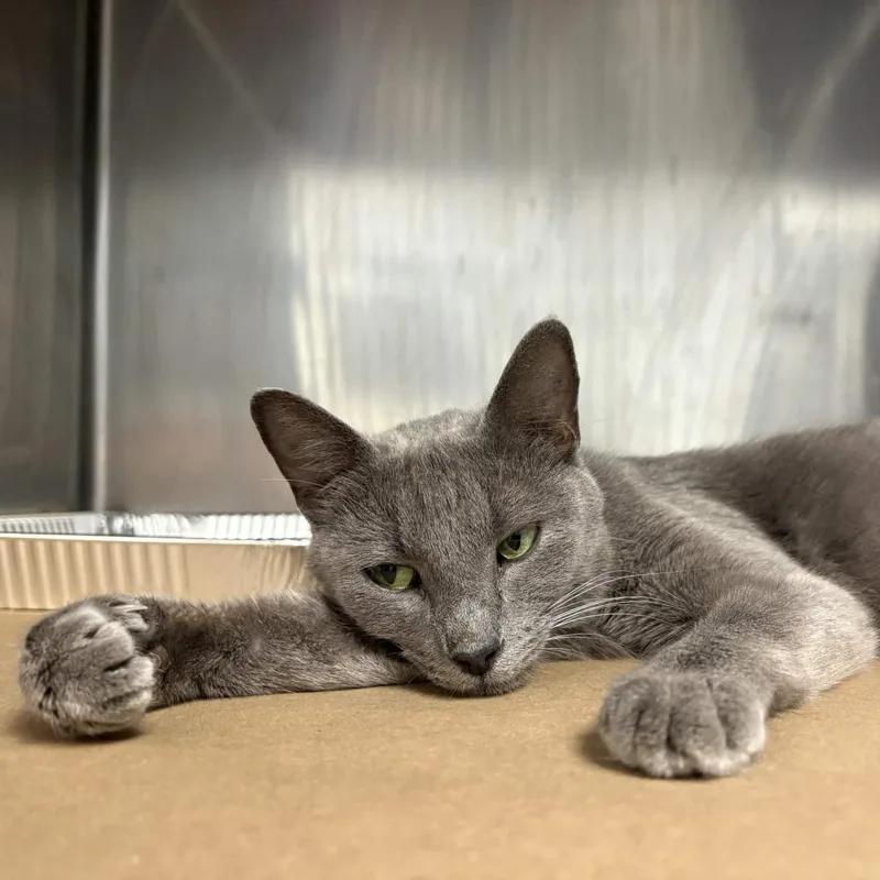 An adult medium-sized female Gray / Blue / Silver Domestic Short Hair cat named Pat for adoption in Greenville, SC