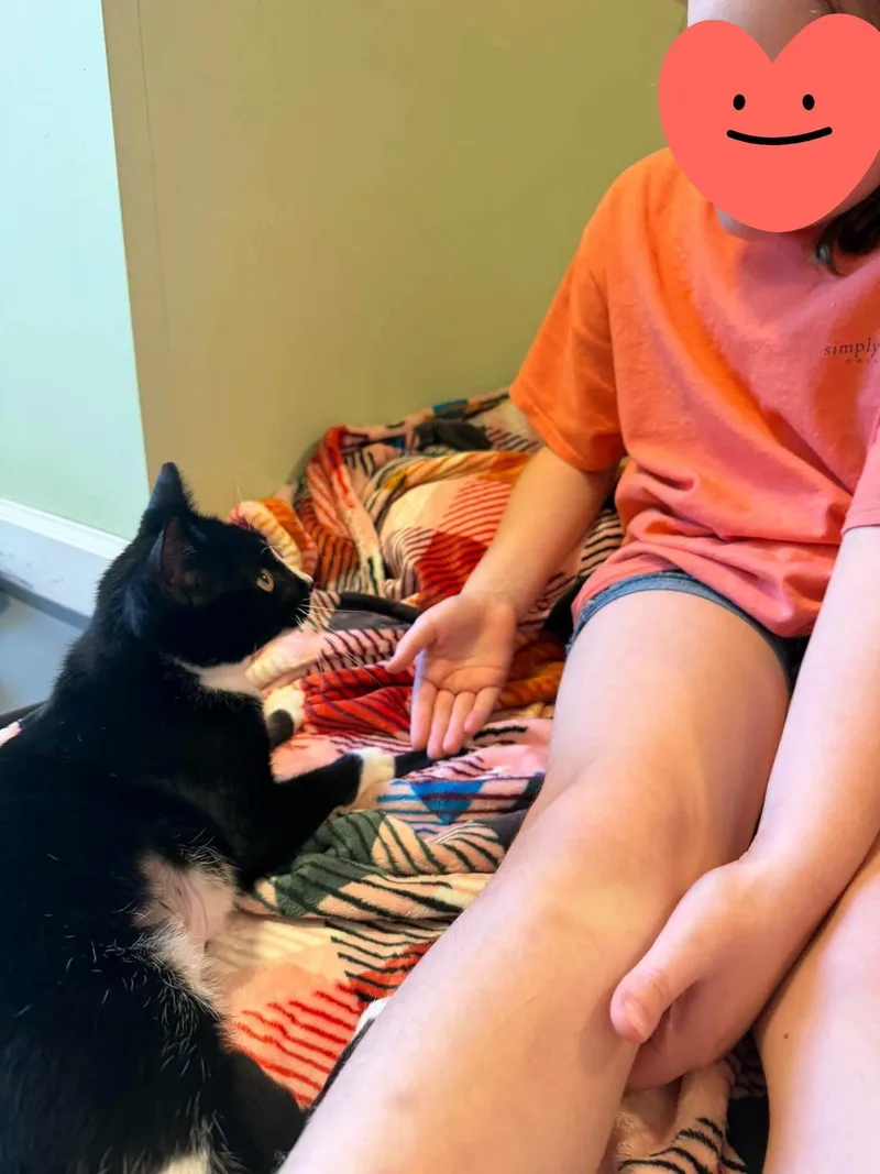 An adult medium-sized female Black & White / Tuxedo Domestic Short Hair cat named Mary Reed for adoption in Burlington, NC