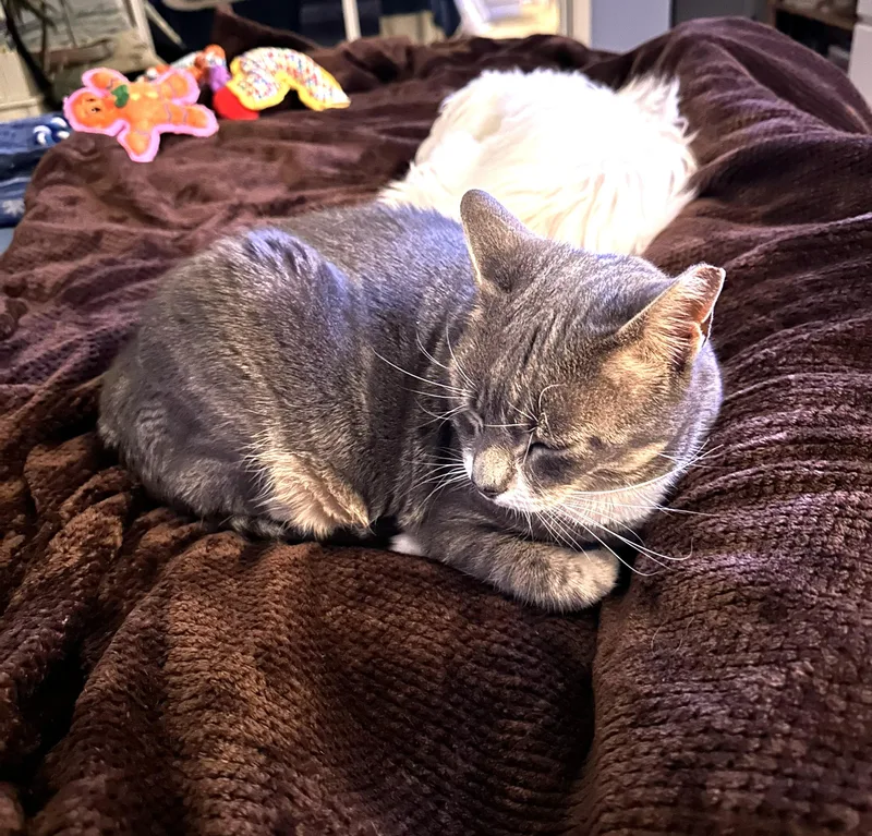 An adult medium-sized female Gray / Blue / Silver Domestic Short Hair cat named Kaiya for adoption in Wayne, NJ