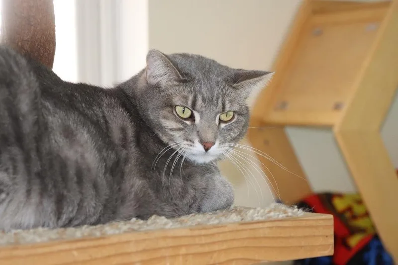 An adult medium-sized female Gray / Blue / Silver Domestic Short Hair cat named Novella for adoption in House Springs, MO