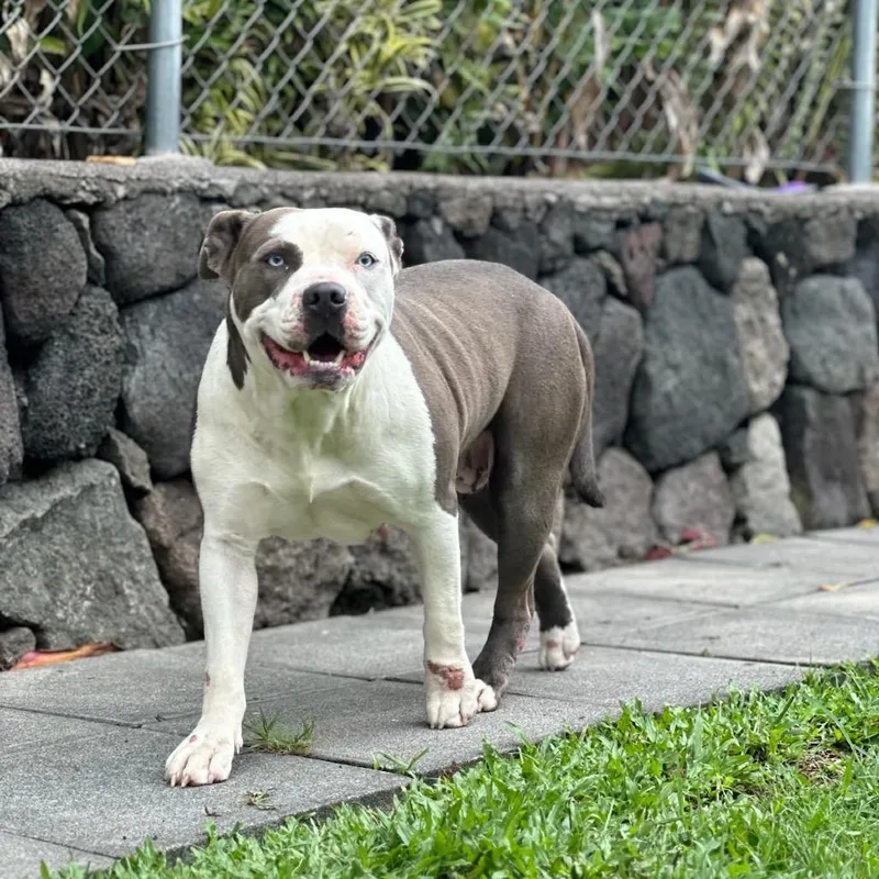 An adult large-sized female Gray / Blue / Silver Pit Bull Terrier dog named Olive for adoption in Keaau, HI