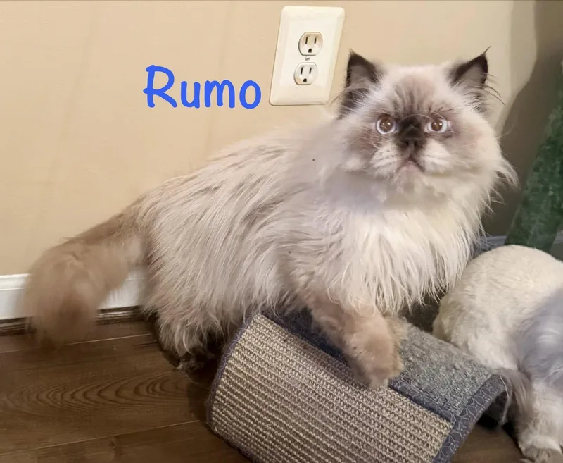 A young medium-sized male Persian cat named Rumo for adoption in Reston, VA