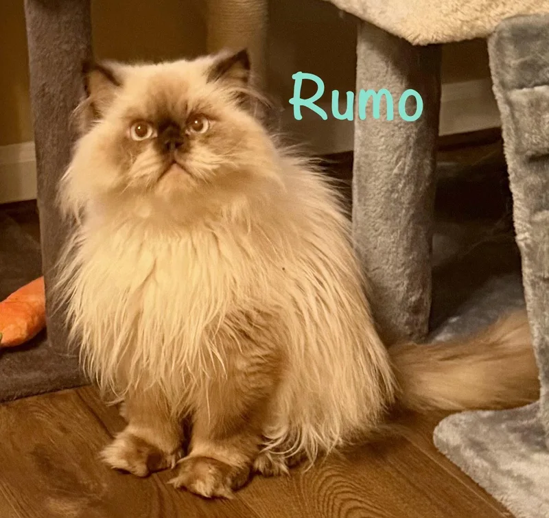 Rumo thumbnail 3