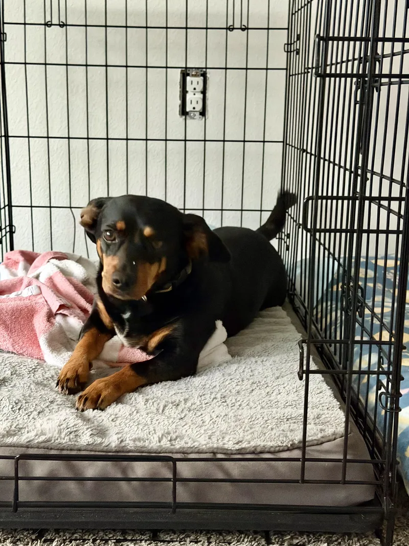 A senior small-sized male Black Miniature Pinscher dog named Murphy for adoption in Maitland, FL
