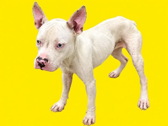A young medium-sized male Terrier dog named Cloud for adoption in Miami, FL