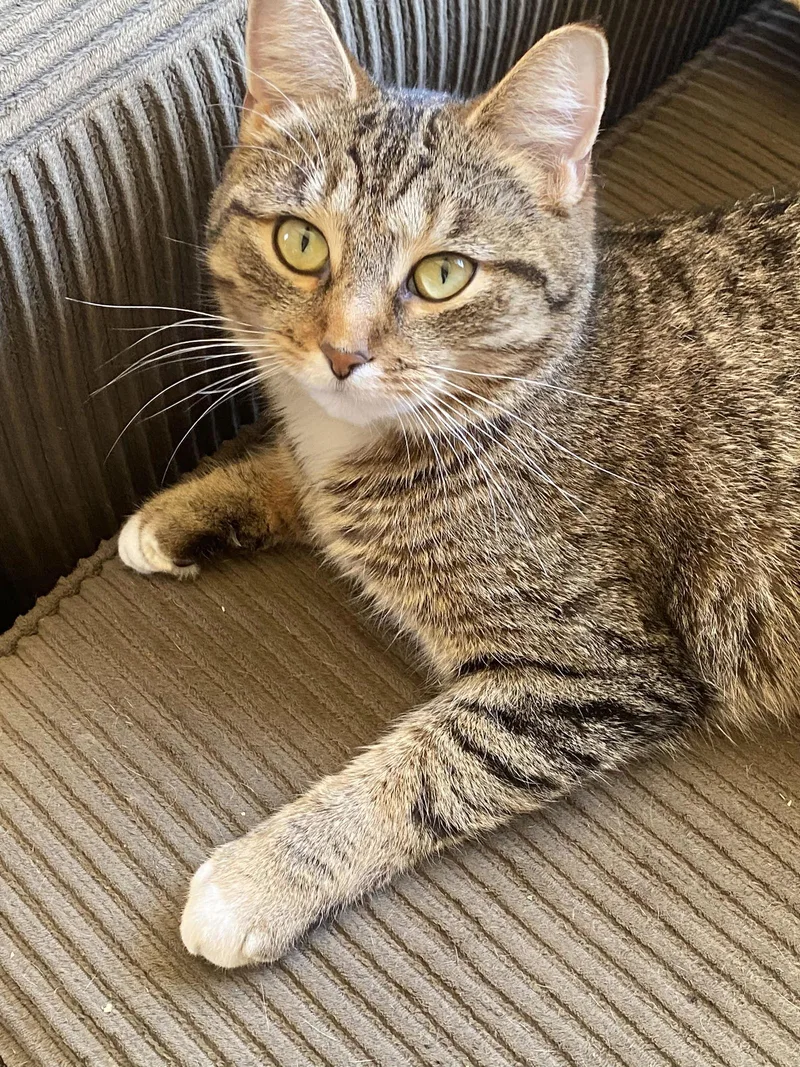 C Litter Nora  thumbnail 2