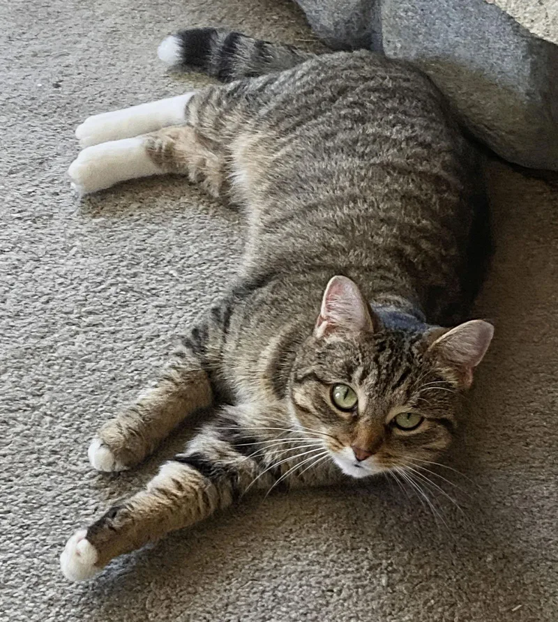 C Litter Nora  thumbnail 3