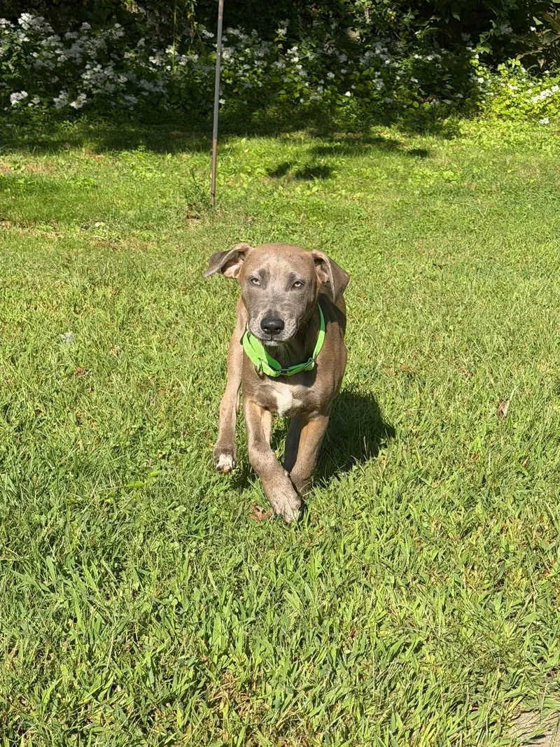 A baby large-sized female Mixed Breed dog named Lottie for adoption in Griswold, CT