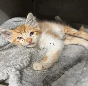 A baby small-sized male Domestic Short Hair cat named Leo for adoption in Largo, FL