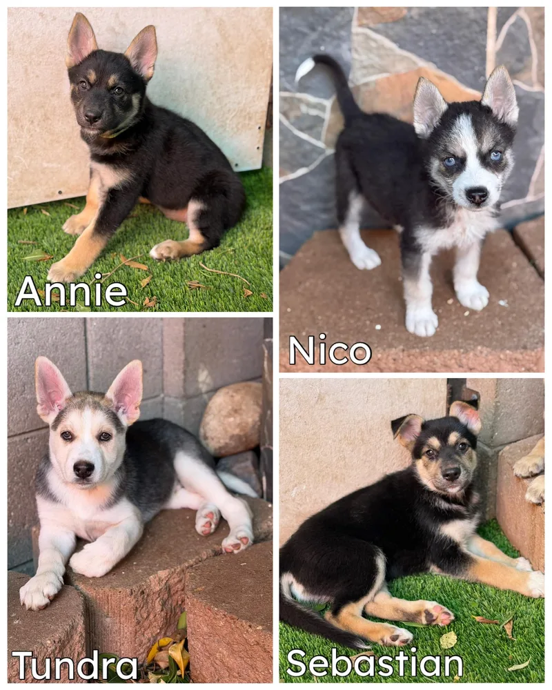 Husky Shepherd Litter