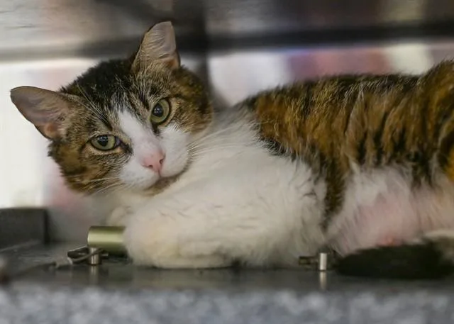 An adult medium-sized female Domestic Short Hair cat named Gracie for adoption in Colorado Springs, CO