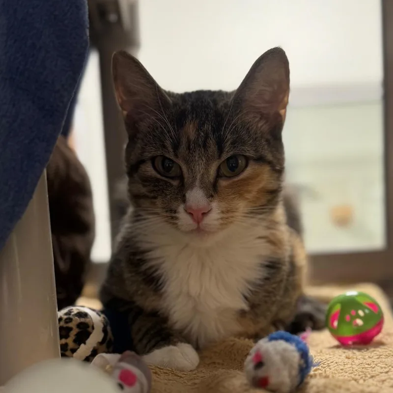 An adult medium-sized female Torbie Domestic Short Hair cat named Madame Marie Purrie for adoption in York, PA