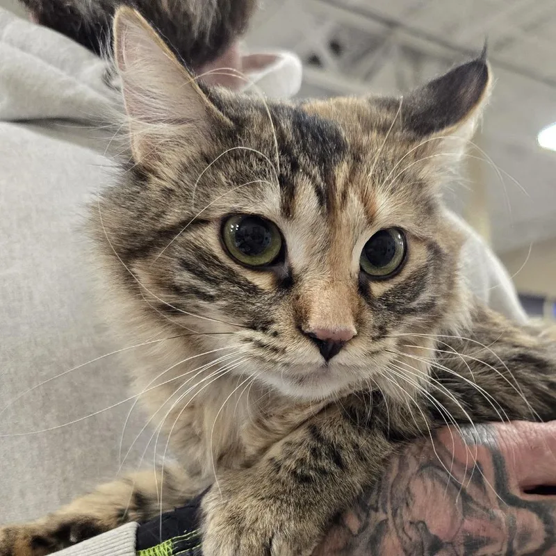 An adult small-sized female Torbie Domestic Long Hair cat named Trinity for adoption in Sioux Falls, SD