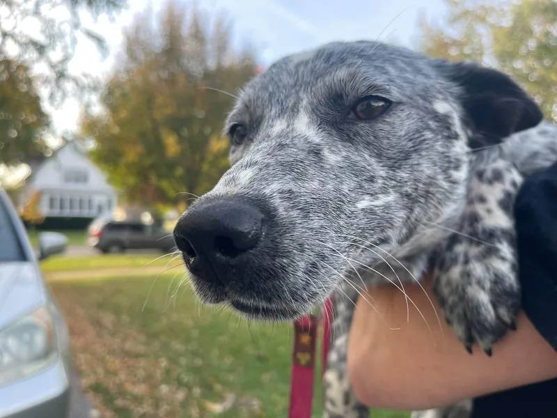 A young medium-sized female Gray / Blue / Silver Australian Cattle Dog / Blue Heeler named Oreo for adoption in Clinton, WI