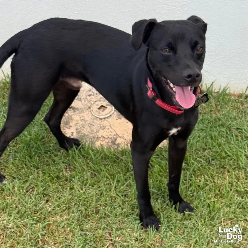 A young small-sized male Labrador Retriever dog named Tobias for adoption in Washington, DC