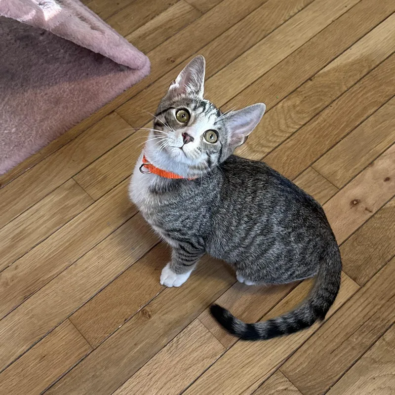 A baby medium-sized male Tabby (Brown / Chocolate) Domestic Short Hair cat named Dragonfly for adoption in Fort Oglethorpe, GA