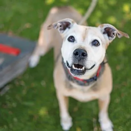 A senior medium-sized female Yellow / Tan / Blond / Fawn Labrador Retriever dog named Ambree for adoption in Atlanta, GA