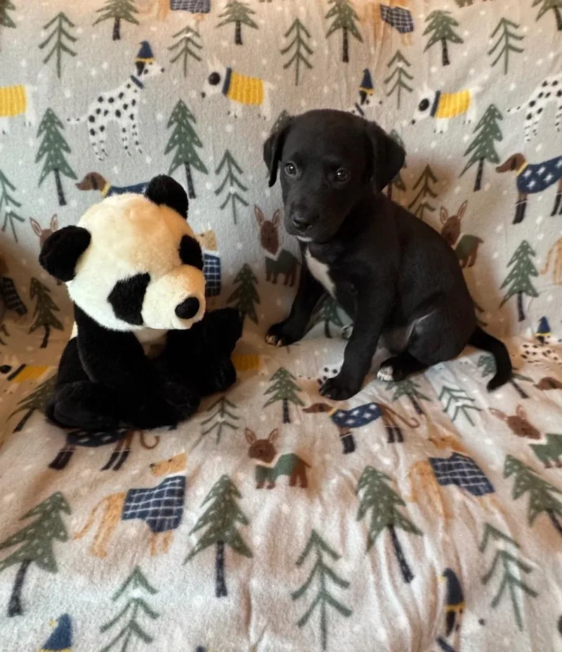 A baby small-sized female Feist dog named Nixa for adoption in Clarksville, TN