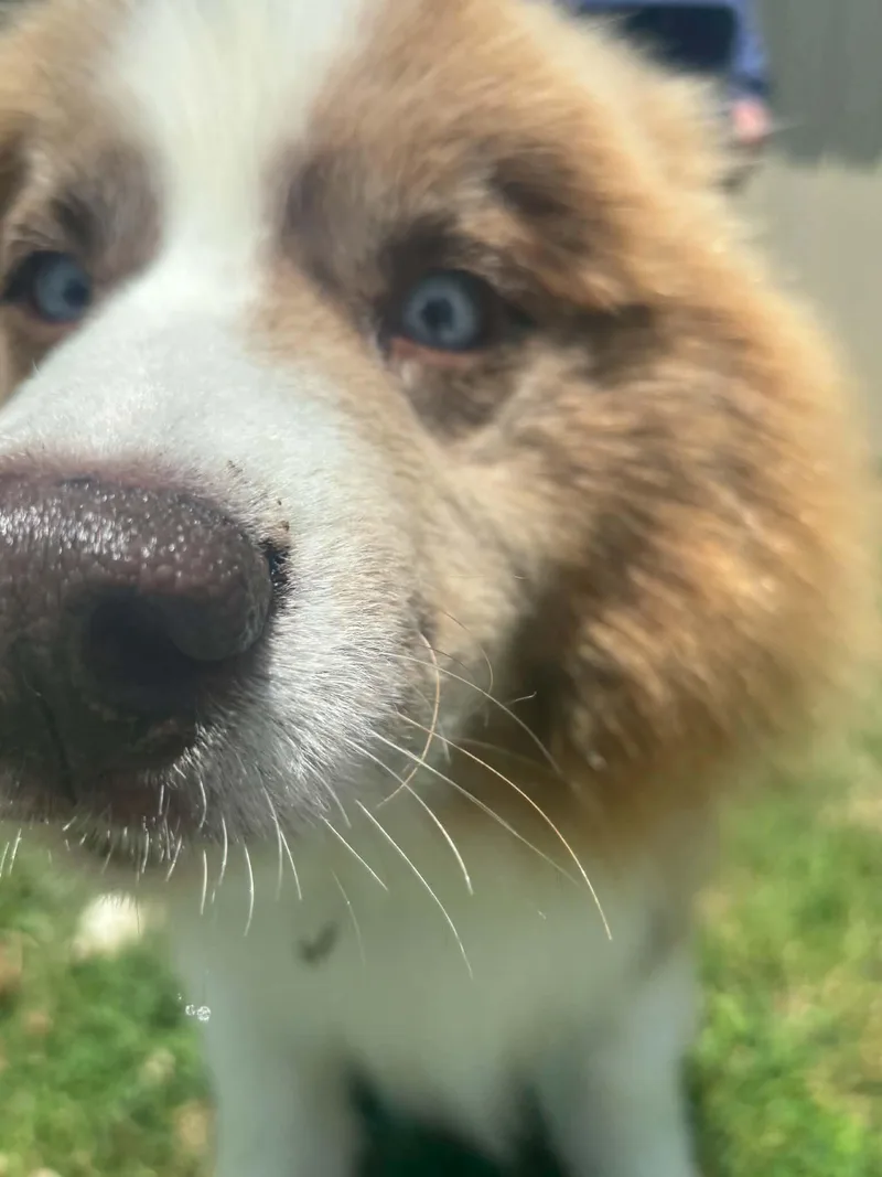 An adult medium-sized male Red / Chestnut / Orange Siberian Husky dog named Remi for adoption in Osseo, MI