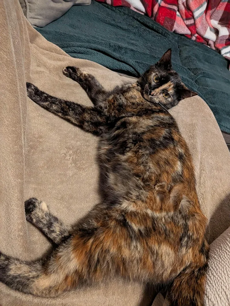 A young medium-sized female Domestic Short Hair cat named Chester for adoption in Chico, CA