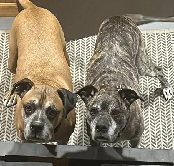 A senior large-sized male Boxer dog named Phil And Indie for adoption in Chino valley, AZ