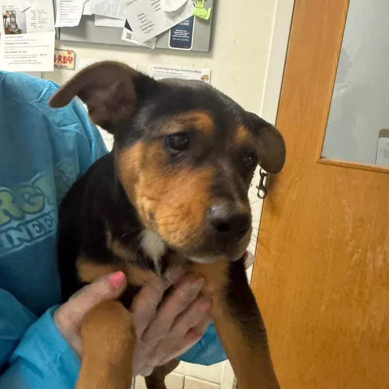 A baby small-sized female Black Mixed Breed dog named Sunny for adoption in Charleston, WV