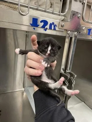 A baby small-sized female Domestic Short Hair cat named Funyon for adoption in Hamilton, NJ