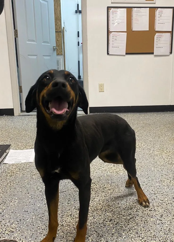 A young medium-sized female Rottweiler dog named Agatha for adoption in Seven Points, TX