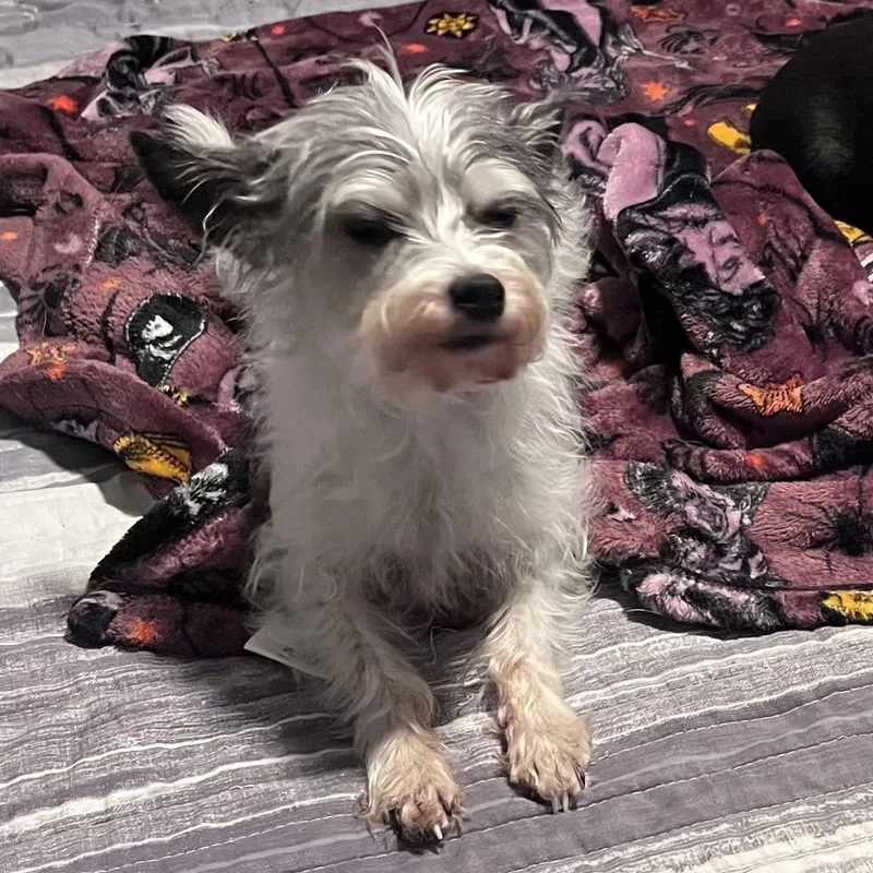Max
