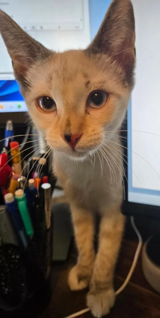 A baby small-sized female Siamese cat named Buffy for adoption in Lewisville, TX