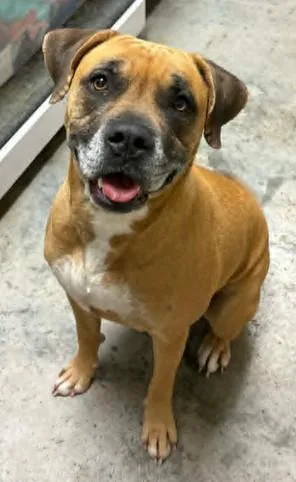 An adult large-sized female Boxer dog named Lady Wigglesworth for adoption in Lampasas, TX